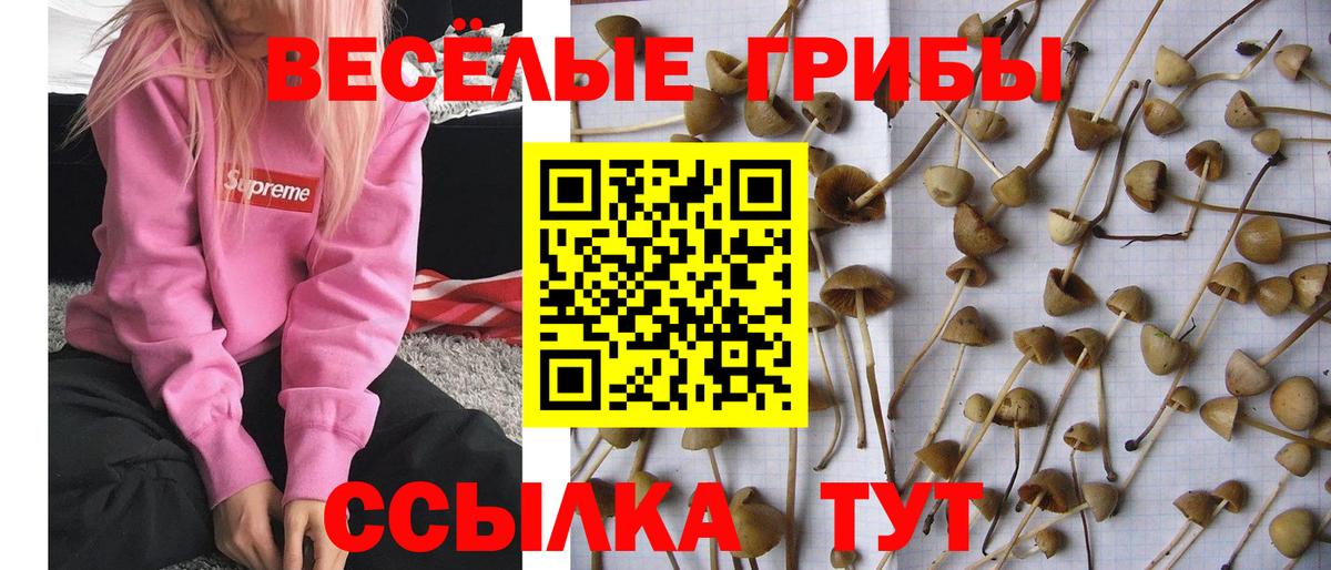Псилоцибиновые грибы GOLDEN TEACHER Славянск-на-Кубани